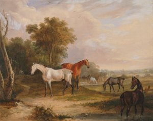 Heste, der græsser- en grå hingst, der græsser med hopper på en eng